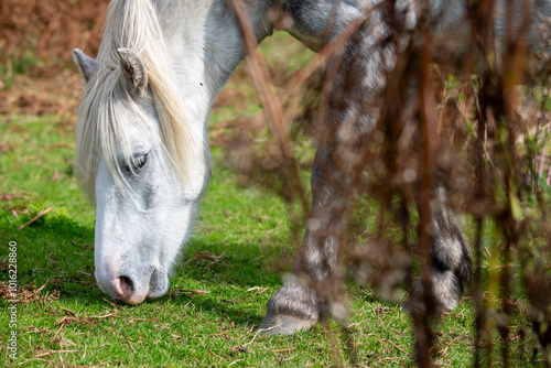 Wild Welsh Ponies grazing on the Gower Peninsula, Port Eynon, Overton Mere