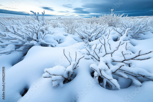 Snow-covered bushes in a winter landscape with a vast, open field and a dramatic cloudy sky during twilight. The scene is serene and pristine with undisturbed snow.