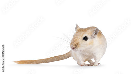 Young adult golden Gerbil aka Meriones unguiculatus. Standing facing front. Looking straight ahead beside camera. Isolated on a white background.