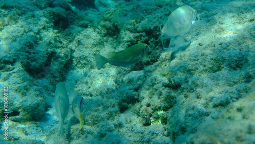 Dusky spinefoot or squaretail rabbitfish (Siganus luridus) undersea, Aegean Sea, Greece, Syros island, Azolimnos beach