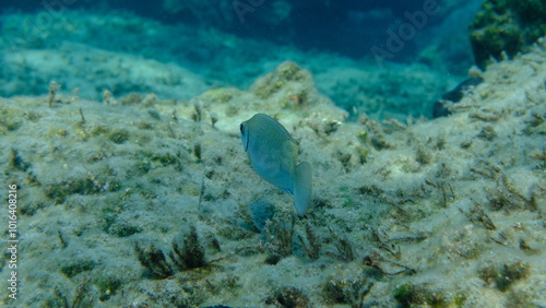 Dusky spinefoot or squaretail rabbitfish (Siganus luridus) undersea, Aegean Sea, Greece, Syros island, Azolimnos beach