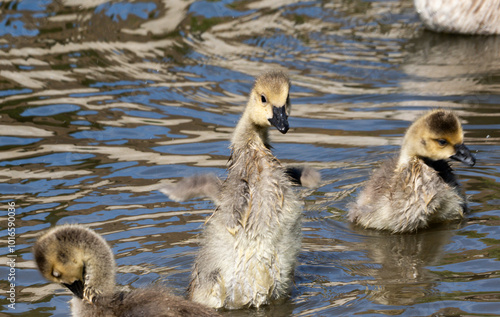 Baby Ducklings and Cygnet Swimming in Tranquil Lake