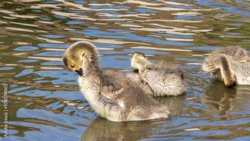 Fluffy Black Swan Cygnet Swimming in Duck Pond