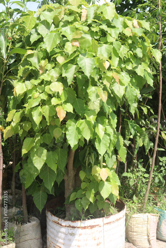 Sacred fig tree on nursery for sell are cash crops