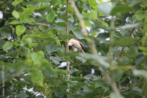 yellow-eyed babbler grooming itself on a branch