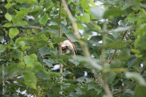 yellow-eyed babbler grooming itself on a branch