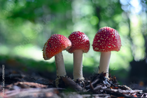 Three fly agaric mushrooms (Amanita muscari) in summer forest. Red-headed hallucinogenic toxic mushrooms close up