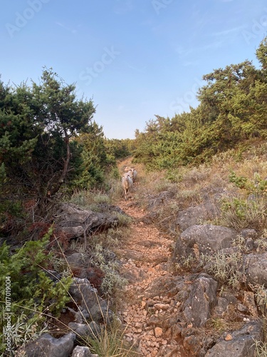 Mountain sheeps on a path close to moby's beach in Vrbnik, Croatia