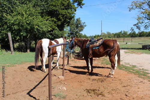 Horses at The Riding Stables at Draper Lake in Oklahoma