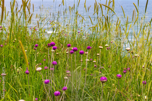 May wild plants, a field with meadow thistles in front of the blurred Black Sea water at Cape Akra Fortress near Chernomorets, Province of Burgas, Bulgarian Black Sea coast