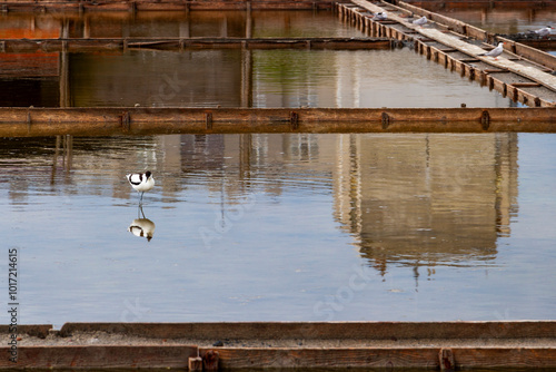 Pied avocet in the salt pans of Pomorie near the lake, Burgas Province, Bulgarian Black Sea coast 