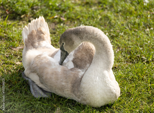 White swan duckling preening feathers