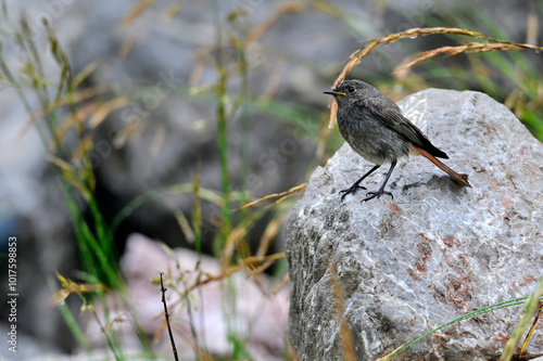 Black redstart // Hausrotschwanz (Phoenicurus ochruros)