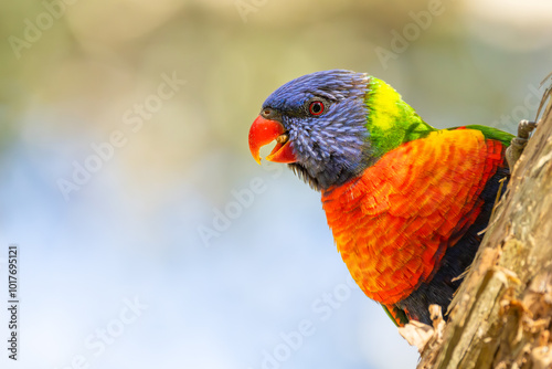 A close up of a colourful parrot, (rainbow lorikeet,) peeking around a tree branch to screech at the world in a park in Currumbin, Gold Coast, Australia. 