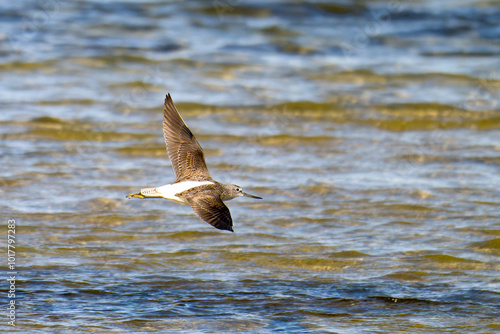 Grünschenkel im Herbst an der Ostsee