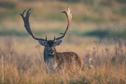 Damwild in den Niederlanden