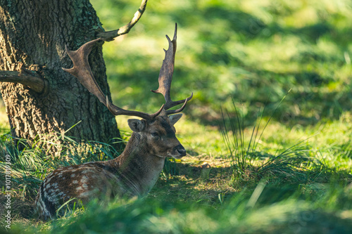 Damwild in den Niederlanden