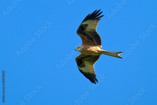 Rotmilan (Milvus milvus) bei der Jagd