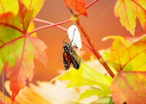 Freshly emerged monarch butterfly hanging on to chrysalis cuticle. 