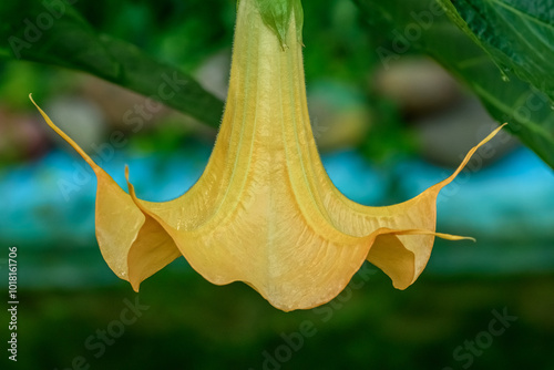 Piękny intensywnie żółty kwiat w ogrodzie, datura, bieluń, Brugmansia suaveolens, rośliny trujące 