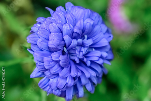 Piękny niebieski aster kwitnący w ogrodzie w zbliżeniu makro z kropelkami rosy