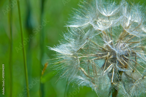 Sparsely populated bud of a flower in the wind in nature with a green background on the right side. The texture of its petals can be appreciated