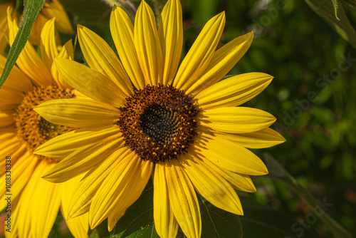 Close up of blooming sunflower