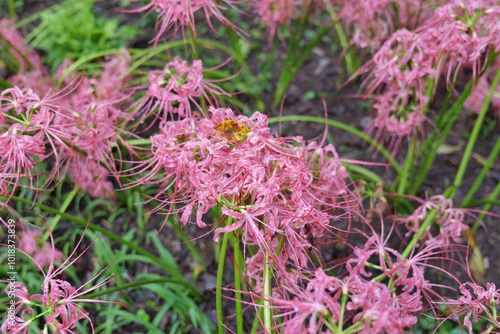 巾着田曼珠沙華公園の彼岸花 