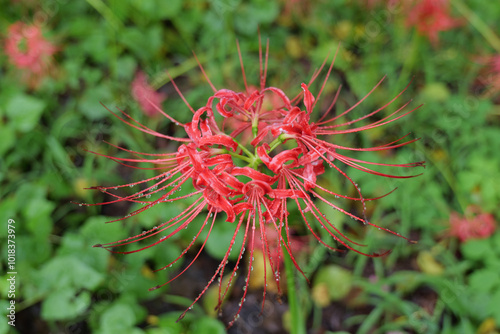 巾着田曼珠沙華公園の彼岸花 