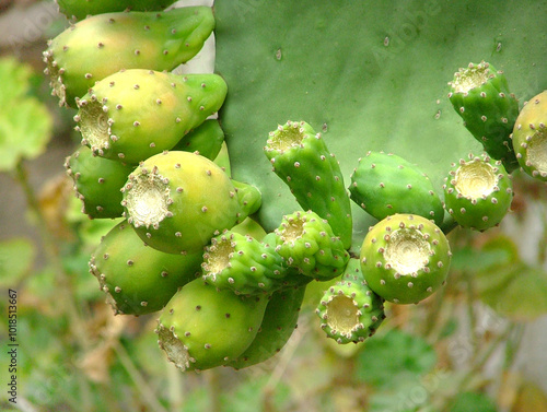 TUNAS FRUTA DEL DESIERTO CALOR CACTUS CHILE