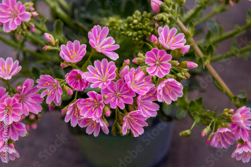 Lewisia cotyledon, Siskiyou lewisia and cliff maids