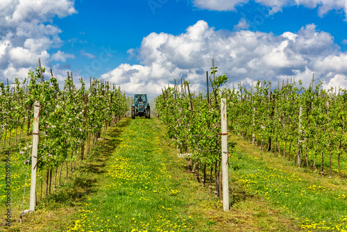 Apple fruit tree spraying with a tractor and agricultural machinery in summer.Blossoming trees in spring in rural scenery with deep blue sky.Spraying orchard to protect against disease and insects.