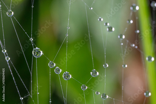 Gotas de rocío atrapadas en una tela de araña