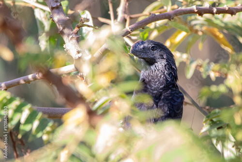 Ave negra de pico ancho asomando la cabeza en medio del follaje de un árbol