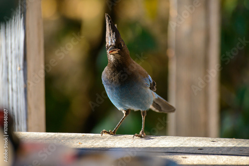 Stellar jay