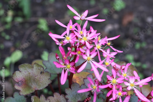 view of the beautiful pink and white blossoms of Saxifraga cortusifolia whose leaves are used in japanese cuisine with dark blurred background