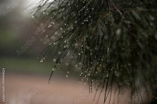 bokeh de gotas de lluvia en agujas de pino