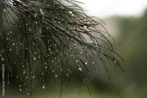 detalle de gotas de lluvia escurriendo de pino con fondo desenfocado