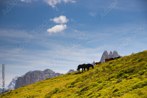 Horses in the beautiful Dolomites