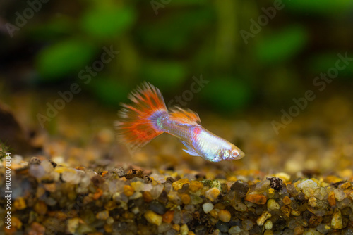 Fire dragon guppy fish close up on blurred background