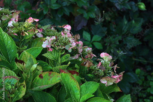 Hydrangea or Hortensia bush with faded flowers on autumn season in the garden