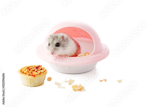 A cute gray hamster enjoying a mix of seeds and grains on a white background