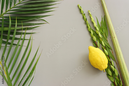 Jewish festival of Sukkot. Traditional symbols (The four species): Etrog (citron), lulav (palm branch), hadas (myrtle), arava (willow)