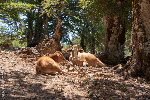 vache qui bronze