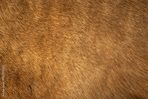 abstract background of an elegant fur in warm brown tone close up