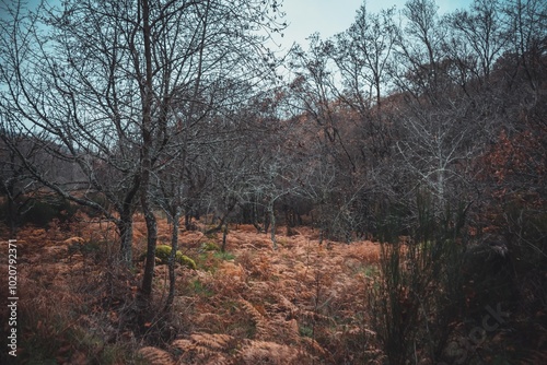 el bosque encantado