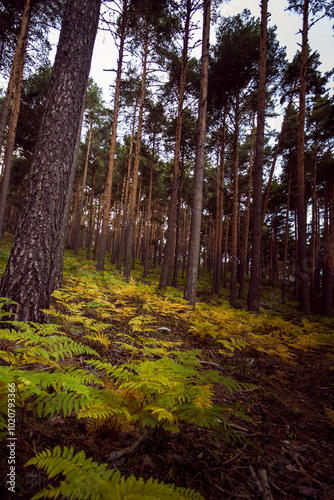 el bosque encantado