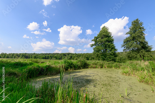 Piękny krajobraz pokazujący piękno natury, sadzawka wodna obok rzeczki, obszar chroniony natura 2000