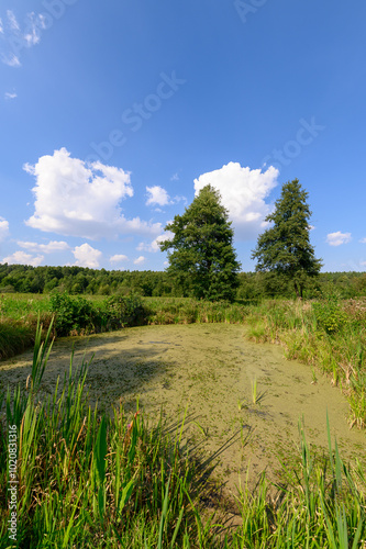 Naturalny zbiornik wodny ze stojącą wodą porośnięty rzęsą wodną na powierzchni, rezerwat przyrody piękno natury