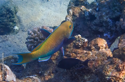 Heavy-beak Parrotfish - Chlorurus gibbus (Scaridae family) has teeth resembling parrot beak, it can change body coloration during life cycle from yellow in females to blue in males, inhabits coral ree